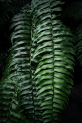 Moody Green Leaves with a touch of otherworldly beauty.