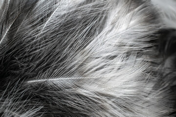 white and black feathers. background