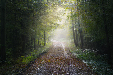 Obraz premium Path through a deciduous forest with the first rays of sunshine on a misty morning in autumn, scenic landscape in North Germany, copy space, selected focus