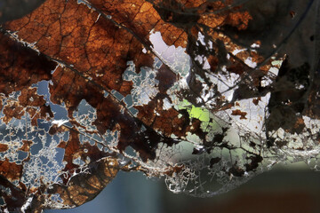 Dry leaf macro photo