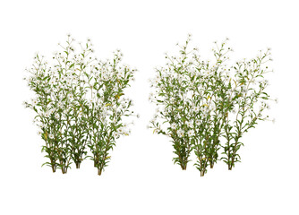 Obraz premium Variety of flowers and trees on transparent background