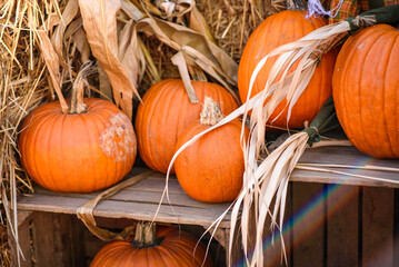 Pumpkins on Wooden Boxes Surrounded by Straw