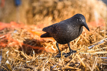 Black Crow on Straw: Bright and Sunny Day