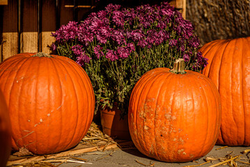 Pumpkins on the Sidewalk in the Rays of the Orange Setting Sun, Wooden Box and Autumn Leaves in the Background