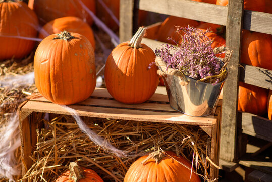 Pumpkins and Purple Heather on a Wooden Box: Autumn Composition in Sun Rays