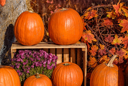 Pumpkin on a Wooden Box Bathed in the Orange Rays of the Setting Sun with Autumn Leaves in the Background