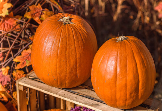 Pumpkin on a Wooden Box Bathed in the Orange Rays of the Setting Sun with Autumn Leaves in the Background