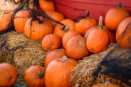 Pile of Pumpkins on Hay in Front of a Red Wooden Wall