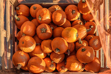 Halloween: Large wooden crate full of orange pumpkins illuminated by sun rays - flat lay