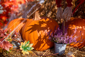 Autumn Halloween Composition: Two Pumpkins Surrounded by Colorful Leaves, Spider Webs and Purple Heather, Partially Bathed in Sun Rays against a Hay Background