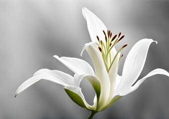 White lily on a grey background, close-up, macro