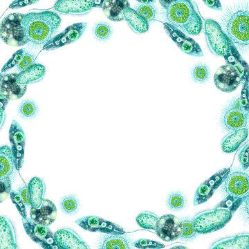 Single-celled bacteria and microorganisms. Round frame with place for text. For design and printing of packaging of bactericidal and hygiene products. Medical and educational booklets, brochures. 