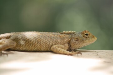 a brown and white lizard laying on a wooden floor next to water