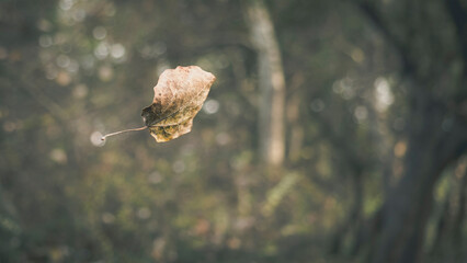Dried leaves falling in autumn