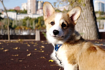 Close-up of a small Pembroke Welsh Corgi puppy sitting in a city park on a sunny day. Happy little dog. Concept of care, animal life, health, show, dog breed