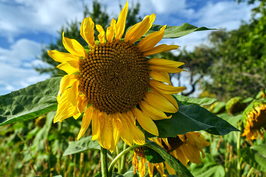 details of a blooming sunflower in summer