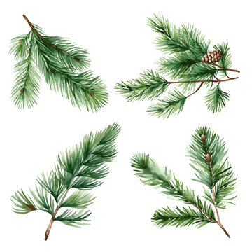 Christmas tree green fir branch watercolor paint on white background for invitation greeting card design