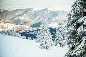 amazing winter landscape with snowy fir trees in the mountains