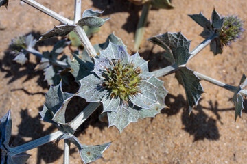 Sea Holly (Eryngium) Plant with Blue Flowers Growing in Sand

