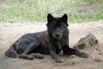 Canadian wolf lies on a background of grass © fotomaster