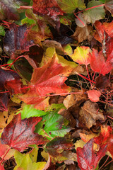 Obraz premium Colorful fallen leaves close up view autumn time .