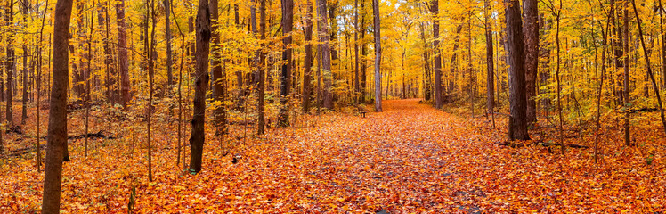 Panoramic view of Maybery state park with colorful Maple trees in Michigan during autumn time