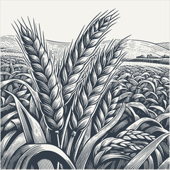 Wheat ears in the field. Vintage woodcut engraving style hand drawn vector illustration. - obrazy, fototapety, plakaty