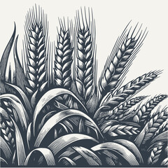Rye ears in the field. Vintage woodcut engraving style hand drawn vector illustration.