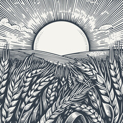 Barley ears in the field with rising sun. Vintage woodcut engraving style hand drawn vector illustration. © RetroVector