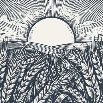 Barley ears in the field with rising sun. Vintage woodcut engraving style hand drawn vector illustration.