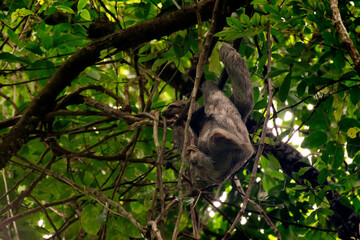 Peresosos en el arbol