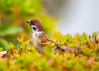 Eurasian Tree Sparrow (Passer montanus) Spotted In Nature