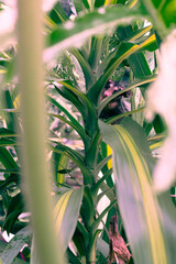 Possum in plant, Didelphis