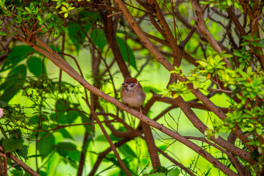 Eurasian Tree Sparrow (Passer montanus) Spotted In Nature