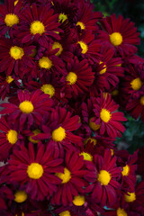 Beautiful red blooming chrysanthemums in the garden