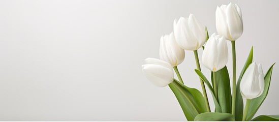 White tulip named Annelinde - obrazy, fototapety, plakaty