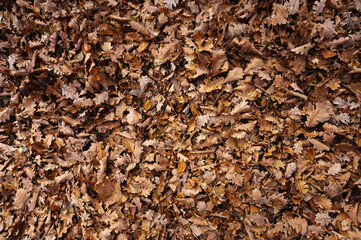 Background of dry oak leaves in autumn in the forest