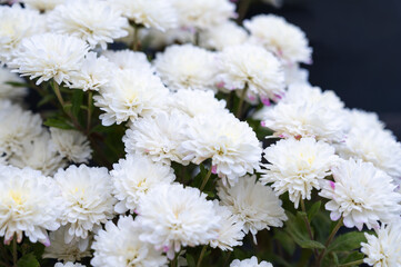 Background of white small beautiful chrysanthemums in the garden