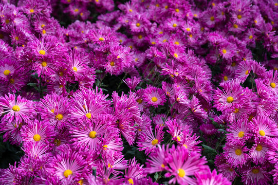 Beautiful pink blooming chrysanthemums in the garden