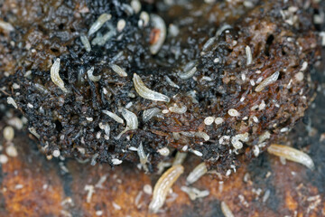 Vinegar fly or common fruit fly (Drosophila melanogaster) larvae in a breeding.