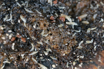 Vinegar fly or common fruit fly (Drosophila melanogaster) larvae in a breeding.