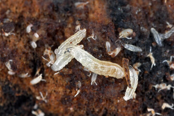 Vinegar fly or common fruit fly (Drosophila melanogaster) larvae in a breeding.