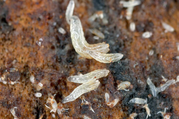 Vinegar fly or common fruit fly (Drosophila melanogaster) larvae in a breeding.