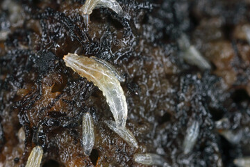 Vinegar fly or common fruit fly (Drosophila melanogaster) larvae in a breeding.
