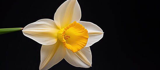 Daffodil in detail
