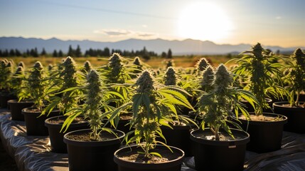 Growing medical cannabis on an industrial scale. Marijuana in a greenhouse and under the sun's rays. Concept: Legalization and licensing of drugs
 - obrazy, fototapety, plakaty