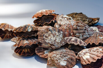 Vieiras, moluscos marinhos. Produto comestível e servido na alta gastronomia.
