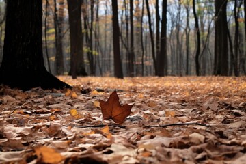 Obraz premium lone fallen leaf among standing trees