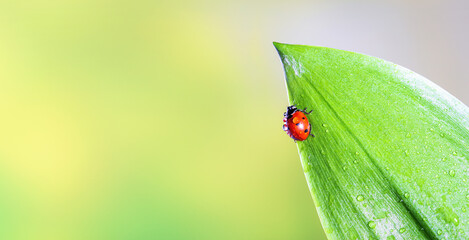 Ladybird on a green leaf in a spring meadow, selective focus close-up. Natural banner with copy space for text