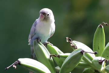 A lovebird is eating a young banana. This bird which is used as a symbol of true love has the...